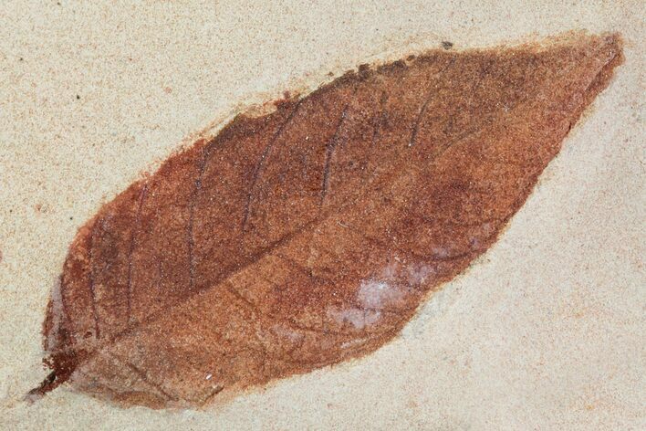 Red Fossil Leaf (Phyllites) - Montana #93660
